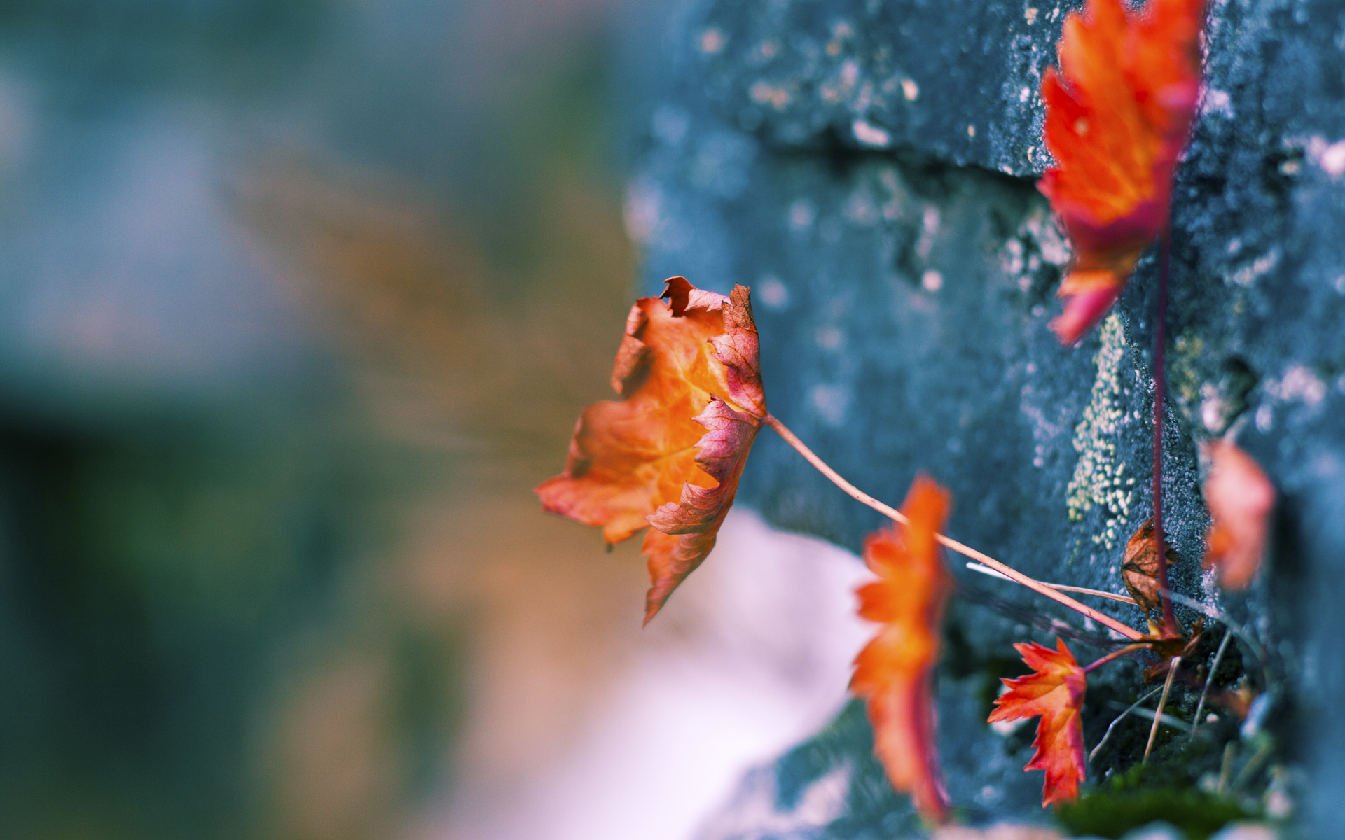 篮球无疆界，湖人团队之力与西亚卡姆欧冠封神