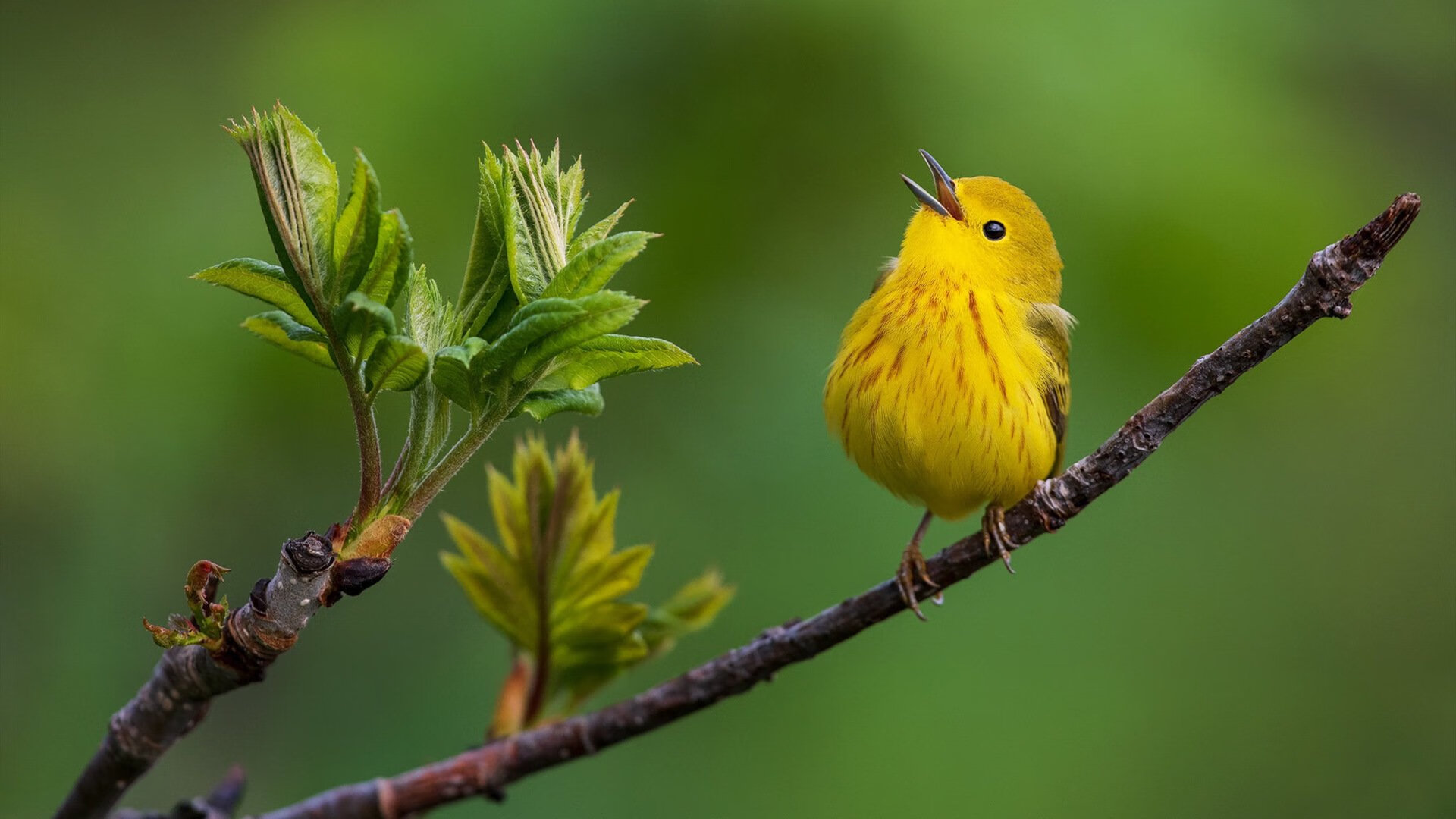 开云体育登录-拉梅洛·鲍尔攻防两端统治全场，篮网摧枯拉朽踏平76人
