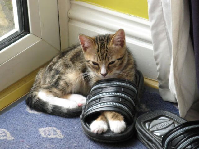 开云体育入口-当赛道引擎唤醒紫金黎明,F1新赛季揭幕战之夜,浓眉如何在全球注目下完成正名之战