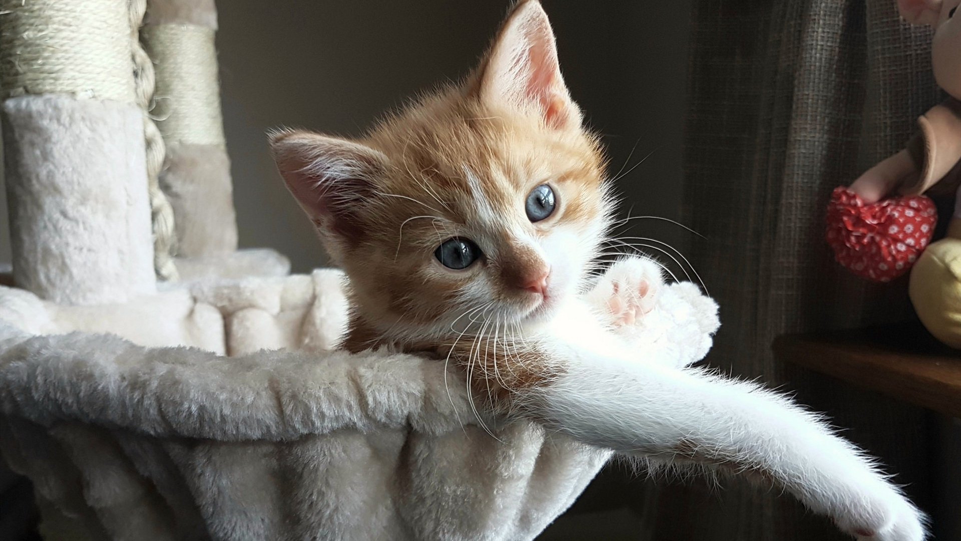 开云体育APP下载-当CBA霸主跨界对决,广厦铁血锁死福克斯,东方战术哲学战胜NBA天赋