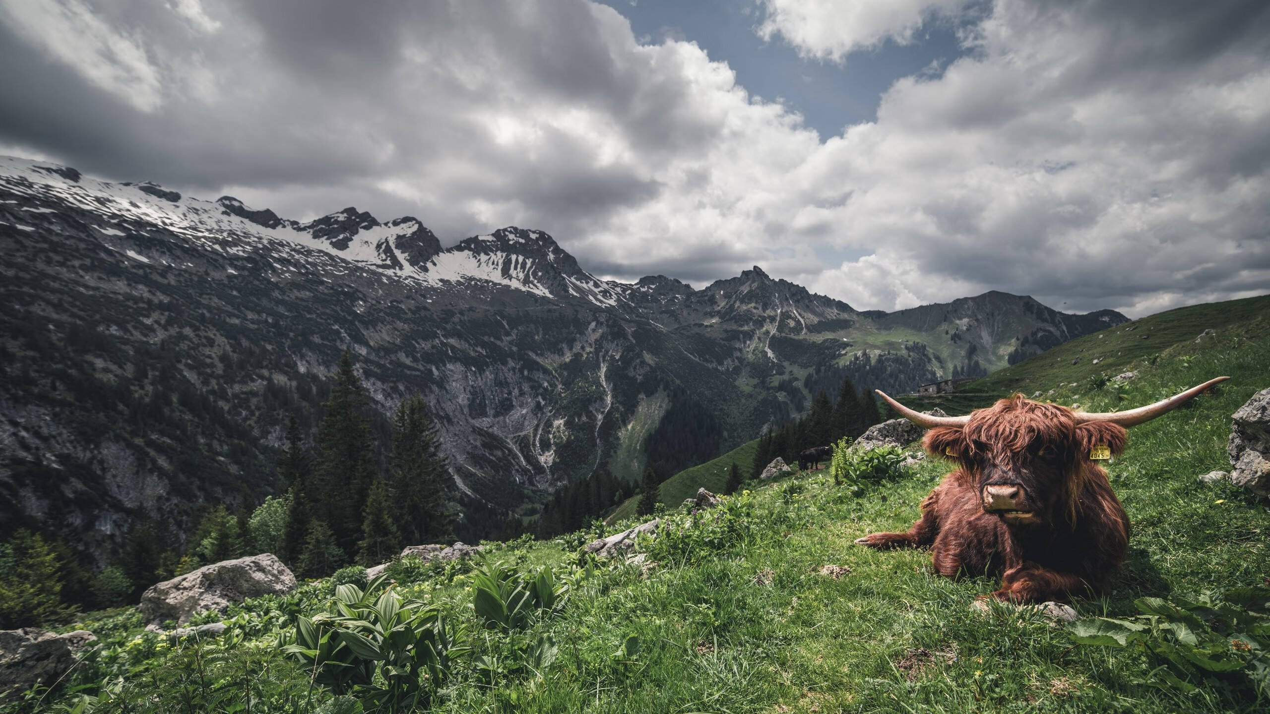 开云官网-英超争冠焦点战中的独行侠精神，正面击溃凯尔特人式的挑战