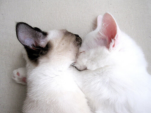 开云体育登录-夜的意志，一个名为卡拉斯科的持续杀伤系统