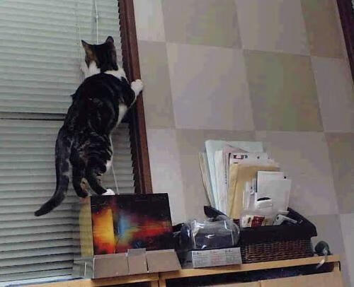 新神的登基仪式,总决赛之夜,哈利伯顿用错误的篮球掌控全局