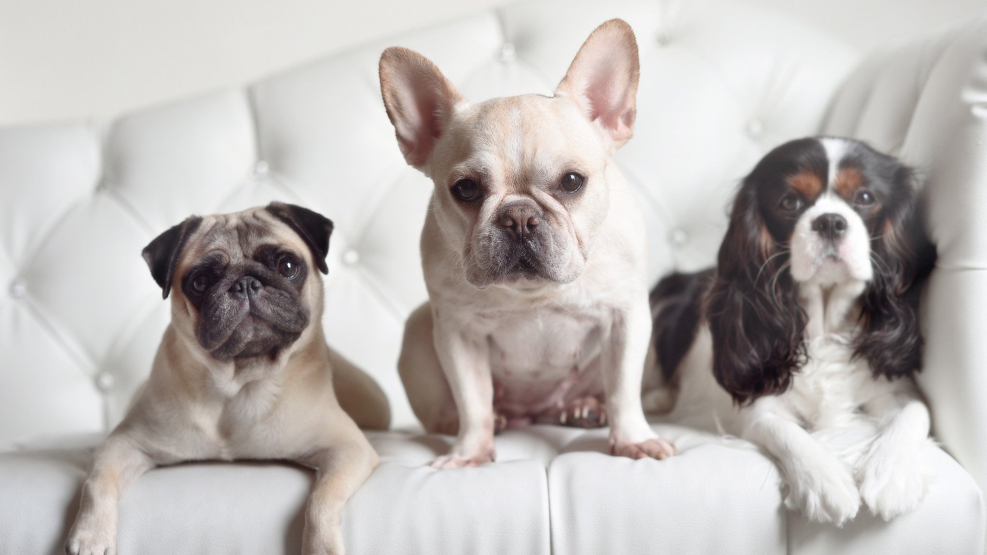 开云体育中国-布克独舞撕裂广厦防线,深圳硬骨头啃下关键胜局