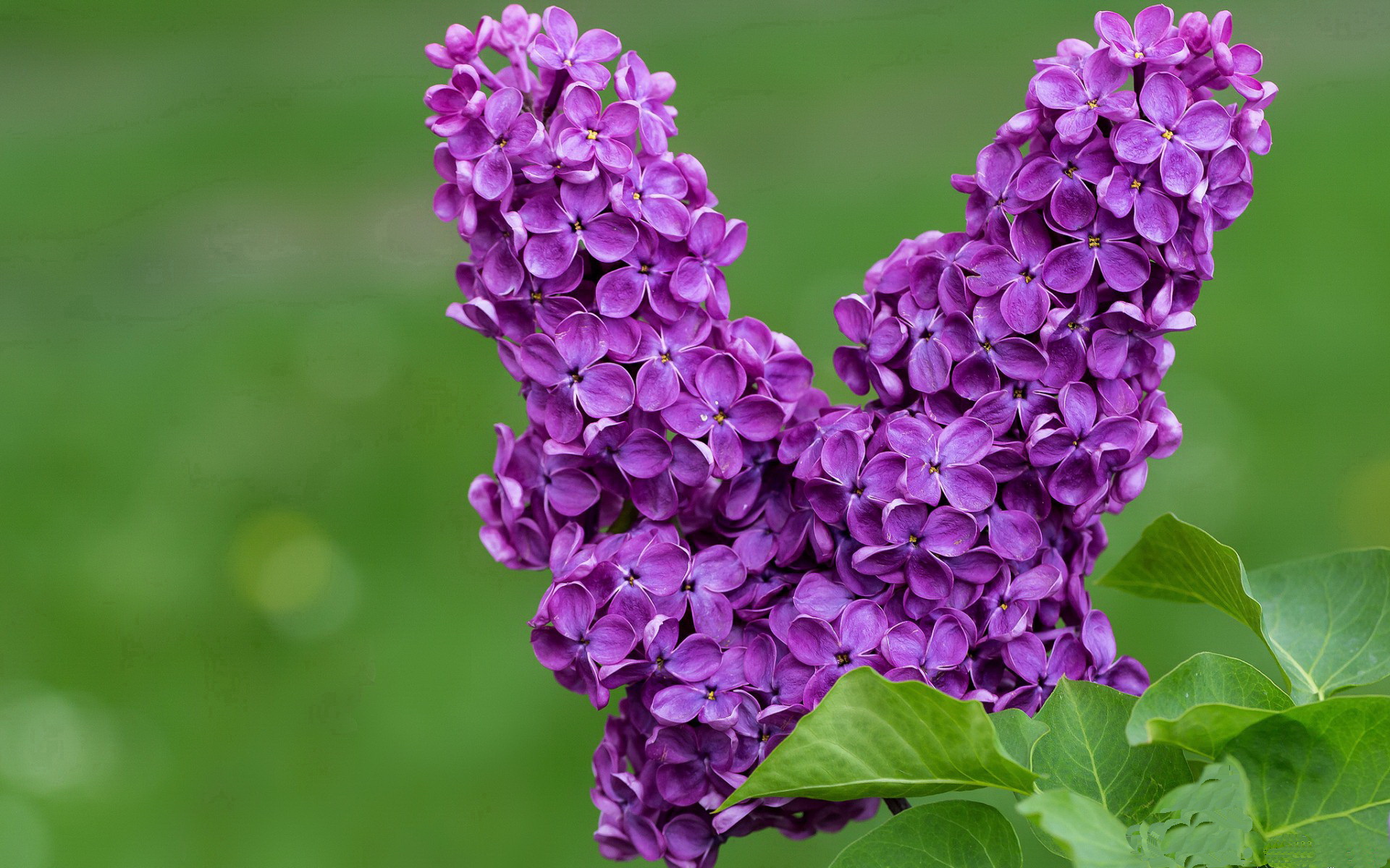 开云体育官网-亚平宁飞鹰的觉醒,克瓦拉茨赫利亚点燃巴黎之夜,击溃亚特兰大之谜
