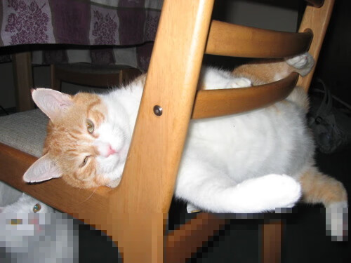 方案一(直抒胸臆式)