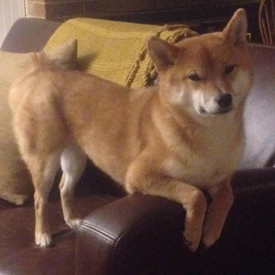 一箭穿云，从沉默到呐喊，哈登如何在最后2.1秒为掘金按下逆转键？