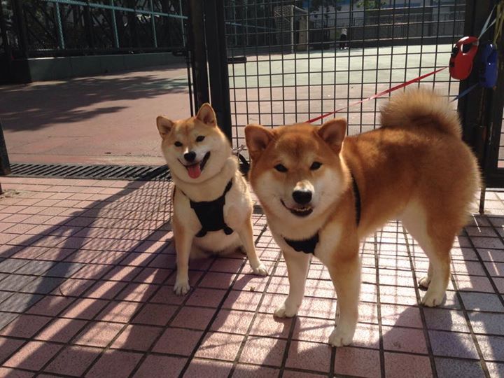 开云下载-F1街道赛之夜,当九号弯水渍成为小贾伦的镜面宇宙