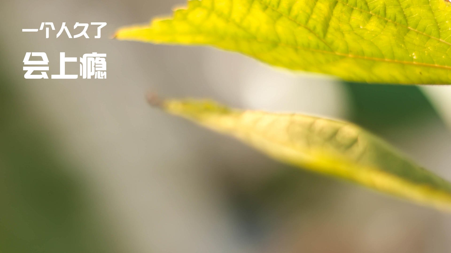 四十二米之外，无声处听惊雷 记武切维奇的欧冠淘汰赛之夜