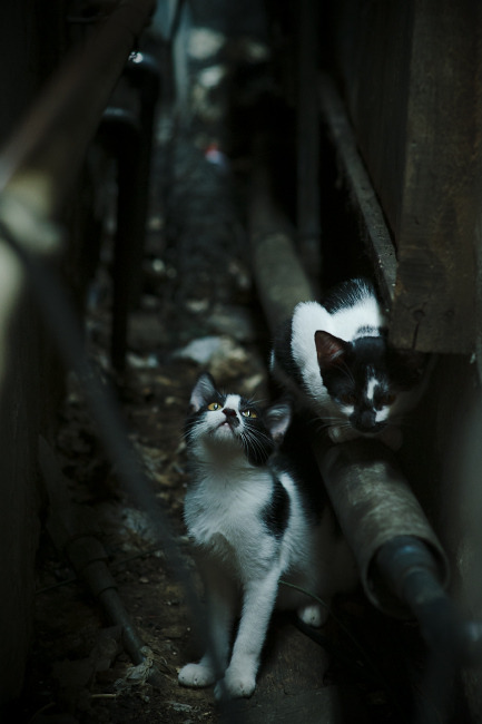 开云-从基多高原到北美之巅,哥伦比亚争冠战的历史回响与2026的布雷默预言