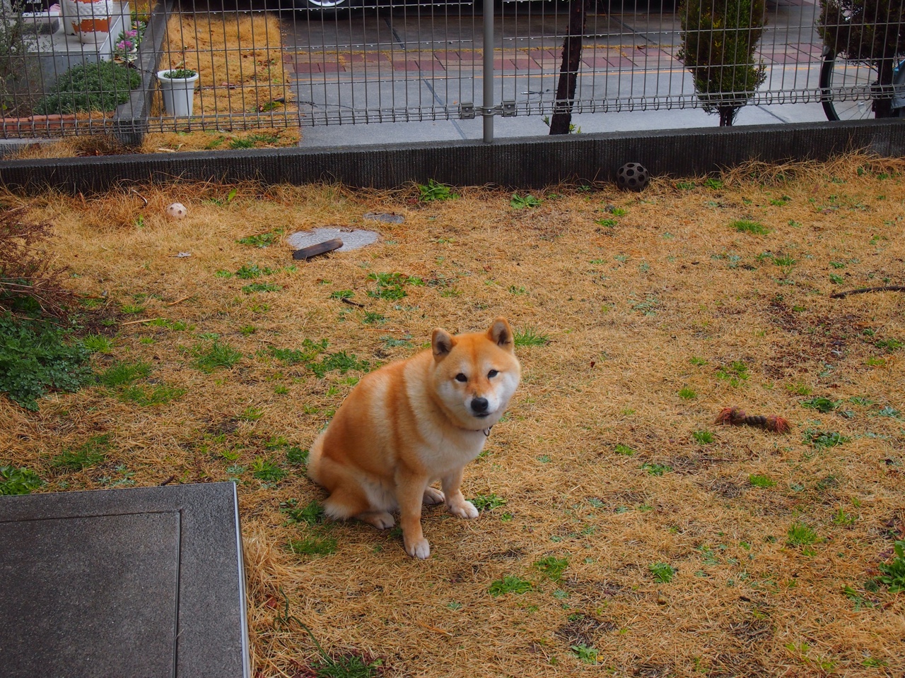 跨越太平洋的阻击,哈登封喉三分,关键先生从不手软