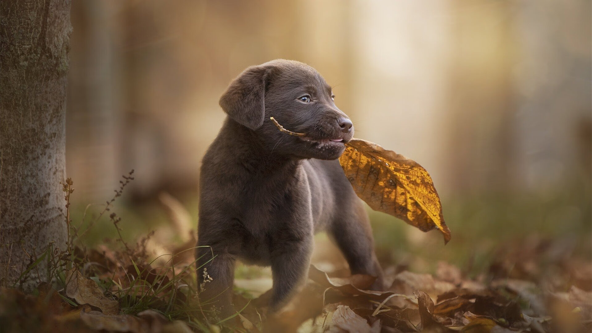 东决关键战之夜,卡马文加,冠军局外人如何创造最违和纪录?