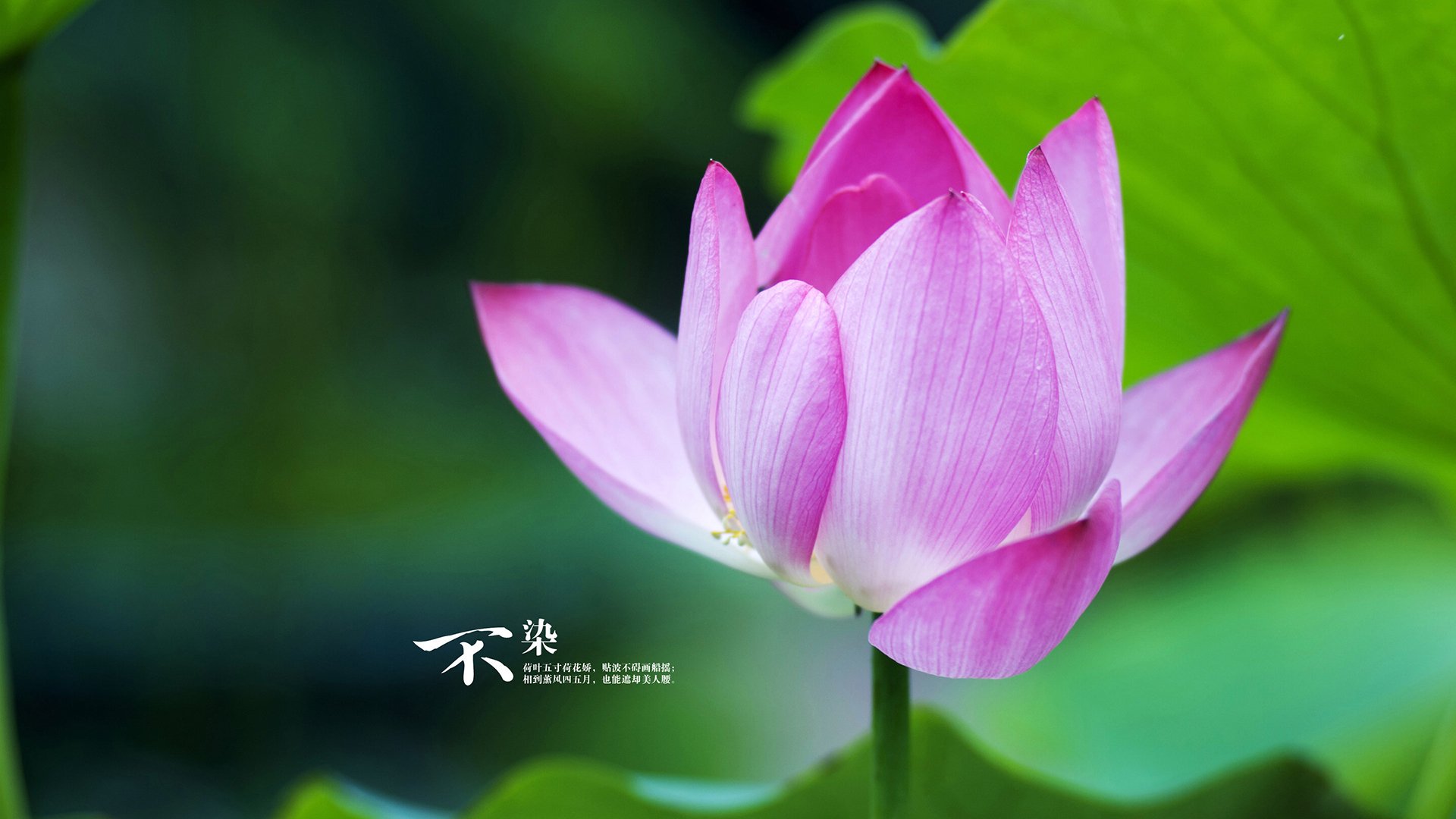开云APP-瑞士惊魂单节,摩纳哥王朝裂变—NBA季后赛焦点战的唯一性时刻